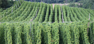 hopfen hohenester kirchdorf - produktion von pellets und extrakt