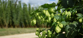 hopfen hohenester kirchdorf - produktion von pellets und extrakt