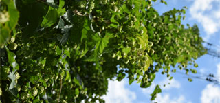 hopfen hohenester kirchdorf - produktion von pellets und extrakt