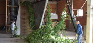hopfen hohenester kirchdorf - produktion von pellets und extrakt
