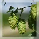 hopfen hohenester kirchdorf - produktion von pellets und extrakt